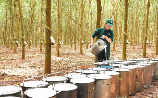 Cao su xuất khẩu sang thị trường Ấn Độ tăng mạnh