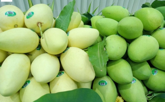 “Xoài nào ngon bằng xoài Cao Lãnh”