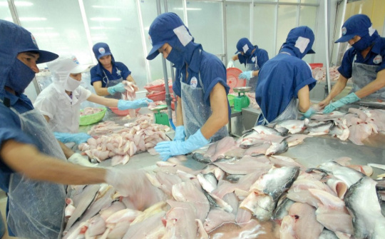 Dự báo xuất khẩu cá tra sang EU tiếp tục tăng trưởng cao