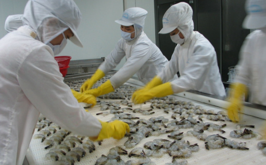 Camimex Group (CMX): Nâng công suất chế biến lên 20.000 tấn tôm thành phẩm/năm, kỳ vọng doanh thu đạt 250 triệu USD