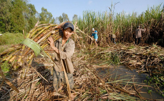 Đường nhập khẩu từ 5 nước ASEAN bị áp thuế tương đương đường mía Thái Lan