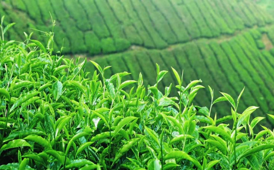 Phân bón Văn Điển: Giúp đất “sạch” hơn cho vùng chè xuất khẩu
