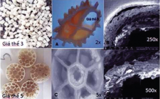 Nghiên cứu ứng dụng công nghệ MBBR (Moving Bed Biofilm Reactor - Giá thể sinh học tự do) nâng cao hiệu quả xử lý sinh học hiếu khí tại nhà máy giấy bao bì