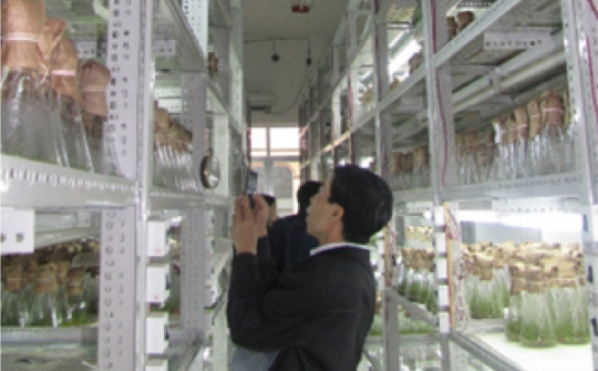 Nhân giống Bạch đàn PNCT3 và PNCTIV bằng phương pháp nuôi cấy mô