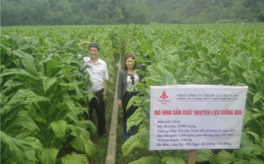 Kết quả chọn tạo giống thuốc lá mới D65 cho sản xuất nguyên liệu tại các tỉnh phía Bắc