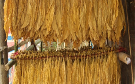 Kết quả nghiên cứu và ứng dụng lò sấy thuốc lá vàng theo nguyên lý thoát ẩm qua đường ống khói nhằm tiết kiệm nhiên liệu sấy và nâng cao chất lượng sản phẩm