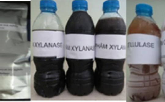 Nghiên cứu công nghệ chế tạo chế phẩm Enzyme trợ nghiền từ vi khuẩn - xạ khuẩn chịu nhiệt và ứng dụng trên dây chuyền sản xuất giấy Tissue