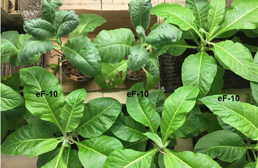 Nghiên cứu và xây dựng quy trình phòng chống bệnh chết gân mạng lưới (Potato Virus Y) gây hại cây thuốc lá ở các tỉnh phía Bắc, Việt Nam