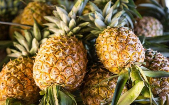 Nhiều triển vọng cho xuất khẩu sản phẩm dứa vào thị trường Châu Âu