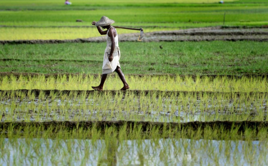 Giá gạo trên thị trường quốc tế có thể tăng mạnh trong thời gian tới