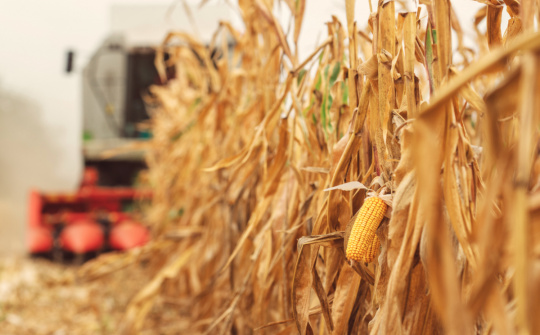 Giá ngũ cốc trên sàn CBOT phân hoá trước các thông tin trái chiều