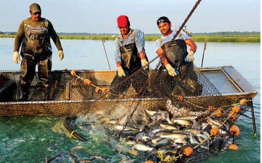 FAO dự báo 3 kịch bản cho ngành Thủy sản toàn cầu vào năm 2050