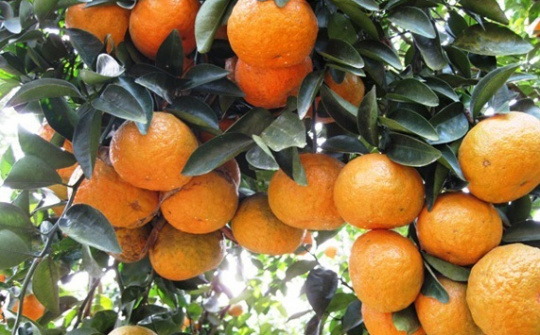 Phân bón Văn Điển: Nâng giá trị trái cam sành Hà - Tuyên