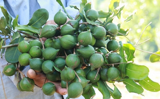 Huyện Điện Biên: Đẩy mạnh phát triển cây mắc ca