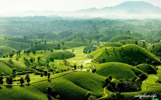 Phú Thọ: Phấn đấu đến năm 2025 năng suất chè búp tươi đạt 125 tạ/ha