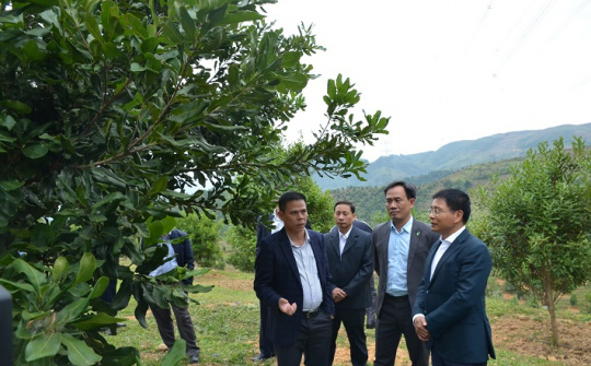 Điện Biên: Đẩy mạnh công tác tuyên truyền về phát triển cây Mắc ca