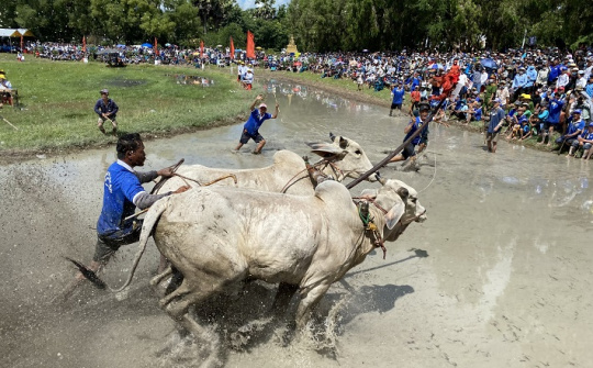 Rộn ràng ngày Hội đua bò Bảy Núi tranh Cúp Truyền hình An Giang lần thứ 27 năm 2022