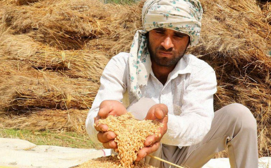 Ấn Độ bảo vệ quyết định cấm xuất khẩu gạo, lúa mì tại WTO