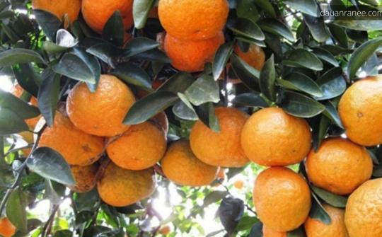 Phân bón Văn Điển: Biến đồi hoang cằn cỗi thành vùng chuyên canh nổi tiếng