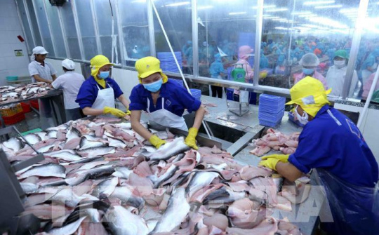 Năm 2023, doanh nghiệp cá tra linh hoạt điều chỉnh thị trường xuất khẩu