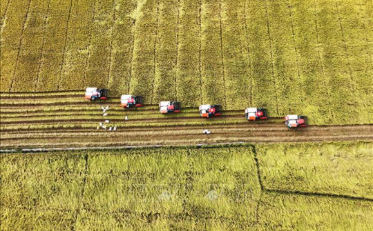 Nhiều tín hiệu tích cực cho xuất khẩu gạo năm 2023