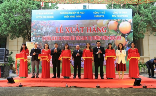 Cam Cao Phong lần đầu tiên xuất khẩu sang Anh