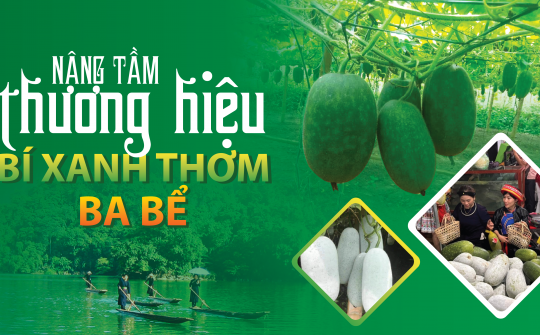 Nâng tầm thương hiệu bí xanh thơm Ba Bể
