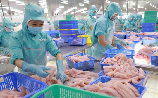 Xuất khẩu cá tra Việt Nam sang khối CPTPP dự kiến lần đầu tăng trưởng dương trong năm nay