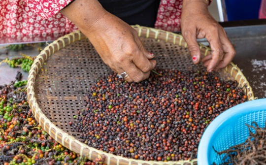 Giá tiêu hôm nay 11/10: Sau 3 tháng tăng liên tiếp, giá tiêu xuất khẩu quay đầu giảm nhẹ
