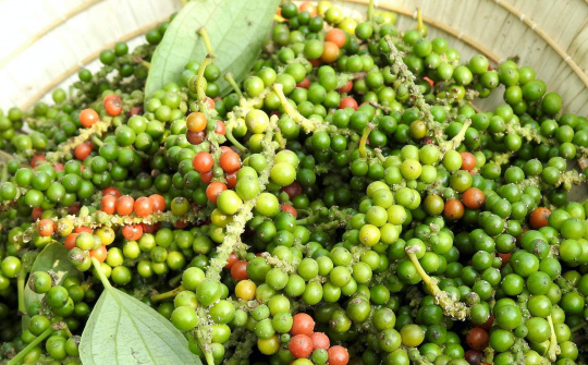 Giá tiêu hôm nay 12/10: Xuất khẩu tiêu sang Trung Quốc tăng mạnh trở lại