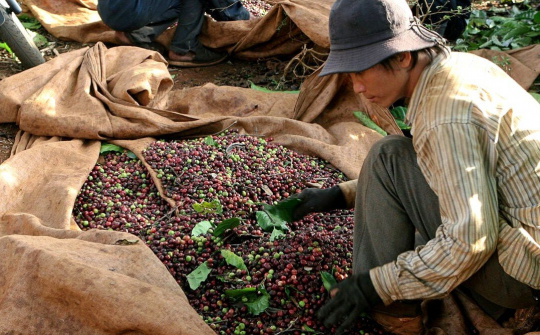 Giá cà phê hôm nay 12/10: Đà giảm chưa dừng, rơi xuống đáy 4 tháng