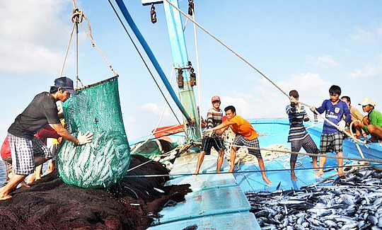 Không thu mua, chế biến, xuất khẩu các sản phẩm thủy sản có nguồn gốc IUU