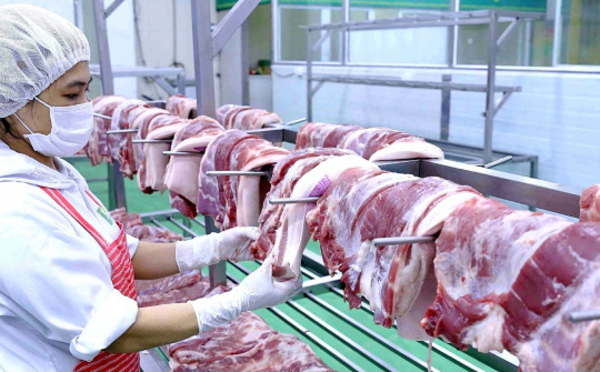 Giá heo hơi hôm nay 14/10: Giá thấp nhưng các doanh nghiệp lớn chưa bị ảnh hưởng