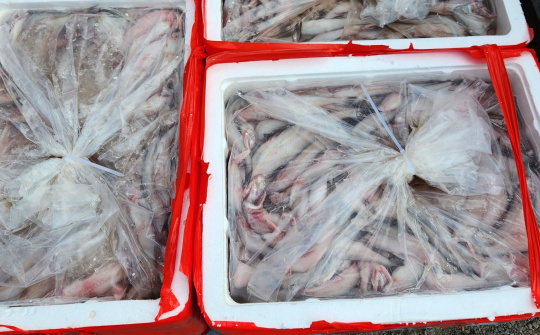 Thanh Hóa: Phát hiện trên 4,5 tấn cá khoai chứa chất foocmon