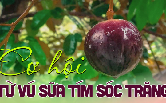 Cơ hội từ Vú sữa tím Sóc Trăng