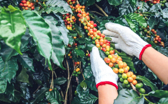 Giá cà phê hôm nay 17/10: Tồn kho cà phê Robusta thế giới xuống thấp nhất 2 tháng