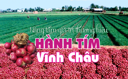 Nâng tầm giá trị thương hiệu hành tím Vĩnh Châu