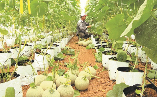 Giảm chi phí cho chuỗi cung ứng nông sản sang Nhật Bản