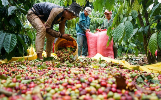 Giá cà phê hôm nay 19/10: Đột ngột giảm sốc đến hơn 7.000 đồng/kg, chạm đáy 5 tháng trở lại đây