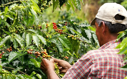 Giá cà phê hôm nay 2/10: Nguồn cung yếu hỗ trợ giá Robusta