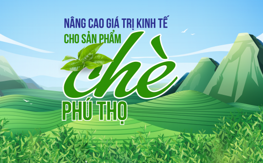 Nâng cao giá trị kinh tế cho sản phẩm chè Phú Thọ