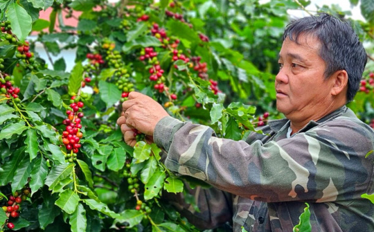 Giá cà phê hôm nay 20/10: Tăng mạnh trở lại, lo ngại thiếu hụt nguồn cung