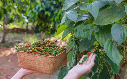 Giá tiêu hôm nay 21/10: Chuyển dịch mạnh mẽ sang sản xuất tiêu hữu cơ