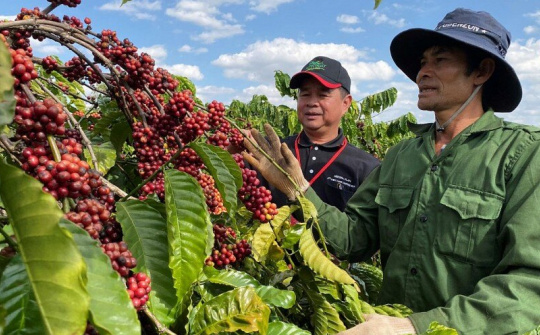 Giá cà phê hôm nay 25/10: Robusta quay đầu giảm