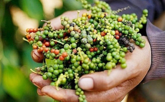 Giá tiêu hôm nay 25/10: Tiếp tục đi ngang, dự báo tăng lên trong vài tháng tới