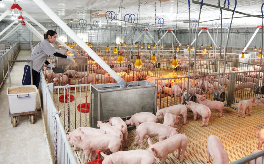 Giá heo hơi hôm nay 26/10: Tiếp đà tăng, hỗ trợ 38.000 đồng/kg heo hơi bị tiêu hủy do dịch bệnh