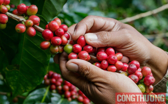 Giá cà phê hôm nay 27/10: Giảm ngày thứ 3 liên tiếp, rời mốc 60.000 đồng/kg