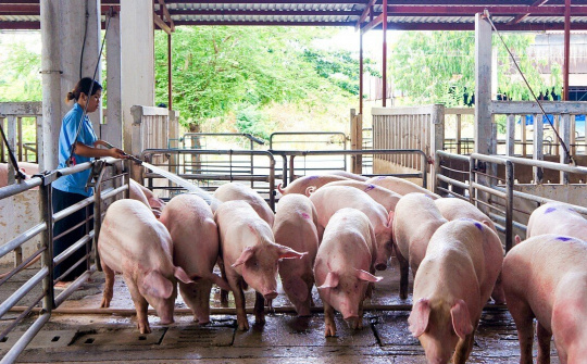 Giá heo hơi hôm nay 27/10: Diễn biến trái chiều, mất mốc giá trần 55.000 đồng/kg