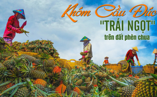 Khóm Cầu Đúc - “Trái ngọt” trên đất phèn chua