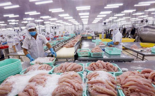 Cá tra Việt băng qua Thái Bình Dương đến Mexico